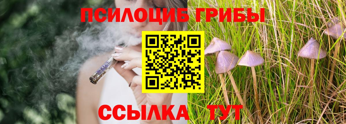 Псилоцибиновые грибы Psilocybe Ставрополь